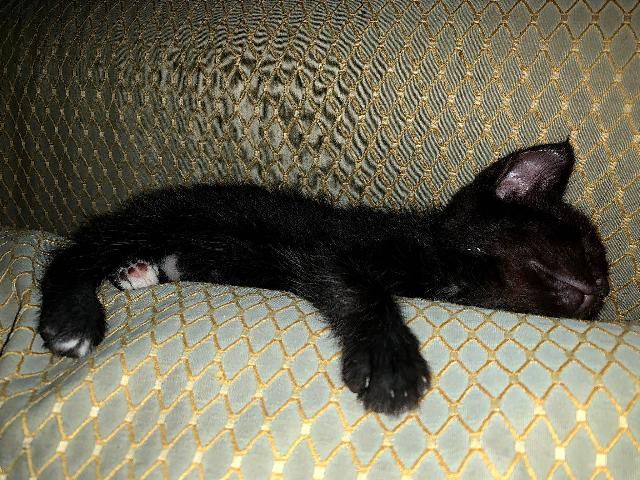 Dustin joined the competition — help win amazing prizes! black_cat, bombay, carnivore, cat, claw, comfort, dog_breed, domestic_short_haired_cat, felidae, fur, nap, paw, small_to_medium_sized_cats, snout, tail, terrestrial_animal, whiskers