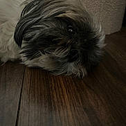 Luna a rejoint le concours — aidez-le/la à gagner de superbes lots ! dog, pet, floor, wooden_floor, fur, black_fur, white_fur, lying_down, relaxed, indoor, close_up, animal, canine, portrait, cozy, home, texture, carpet_edge, resting, quiet