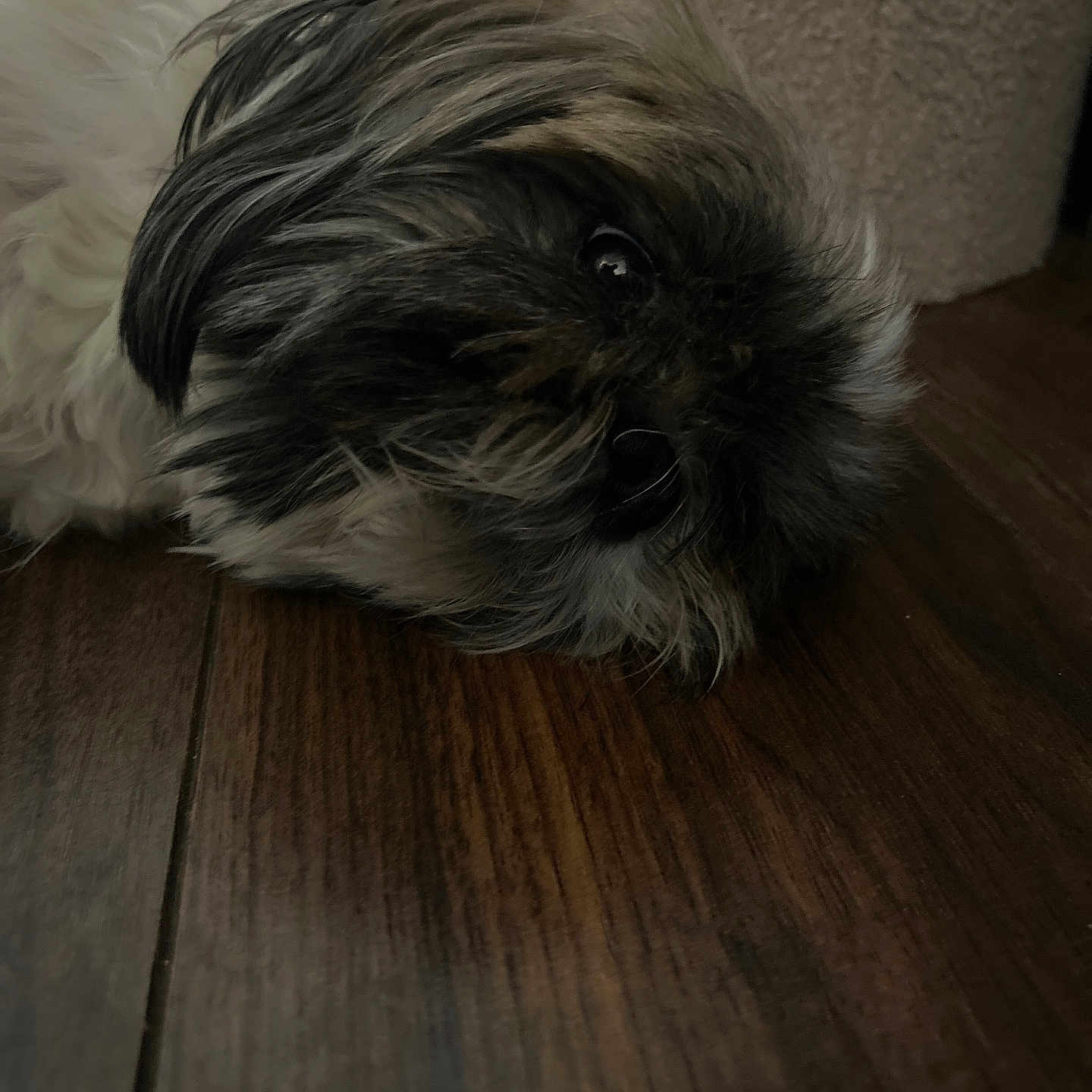 Luna a rejoint le concours — aidez-le/la à gagner de superbes lots ! dog, pet, floor, wooden_floor, fur, black_fur, white_fur, lying_down, relaxed, indoor, close_up, animal, canine, portrait, cozy, home, texture, carpet_edge, resting, quiet