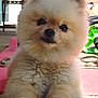 dog, puppy, pomeranian, fluffy, cute, pet, animal, indoor, carpet, fur, small, young, face, ears, paws, nose, eyes, home, relaxing, adorable