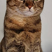 Candy participe au concours pour gagner de l'argent avec cette photo : cat, tabby, green_eyes, close_up, fur, pet, animal, whiskers, ears, face, portrait, feline, cute, domestic_cat, looking, alert, sitting, indoor, curious, mammal
