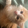 kitten, cat, fluffy, orange, white, pet, animal, cute, fur, whiskers, eyes, paw, soft, blanket, resting, indoor, young, small, cozy, lying