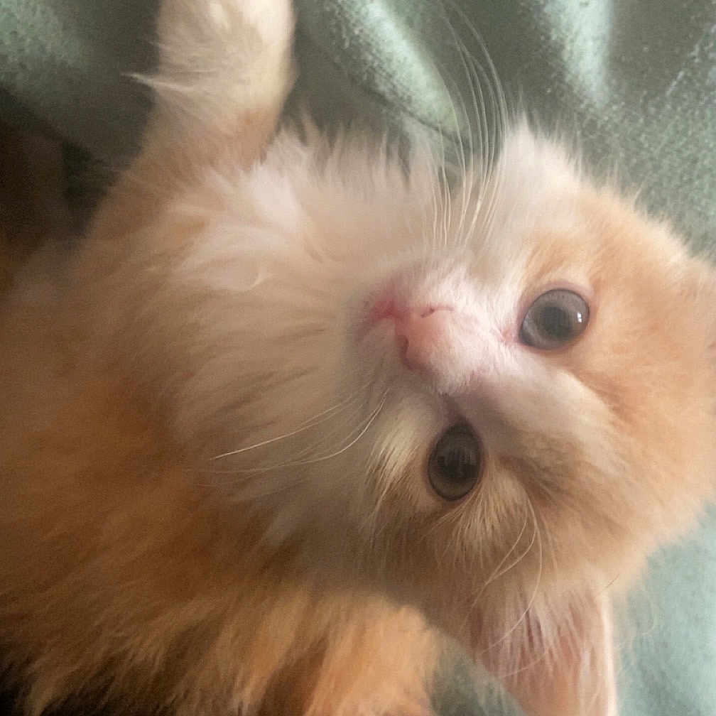 Onyx participe au concours pour gagner de l'argent avec cette photo : kitten, cat, fluffy, orange, white, pet, animal, cute, fur, whiskers, eyes, paw, soft, blanket, resting, indoor, young, small, cozy, lying