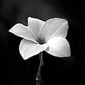 Angele A.