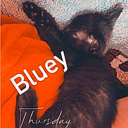 Kuma joined the competition — help win amazing prizes! cat, kitten, black_cat, sleeping, curled_up, blanket, orange, blue, texture, fur, pet, animal, resting, cozy, indoor, cute, small, nap, soft, relaxation