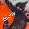cat, kitten, black_cat, sleeping, curled_up, blanket, orange, blue, texture, fur, pet, animal, resting, cozy, indoor, cute, small, nap, soft, relaxation