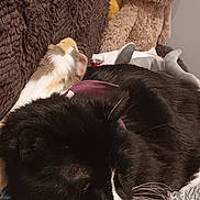 Halfmoon joined the competition — help win amazing prizes! cat, guinea_pig, plush_toys, sloth_plush, dog_plush, blanket, couch, cozy, resting, sleeping, indoor, pet, furry, black_and_white, soft_texture, animal, companion, relaxed, home, cute