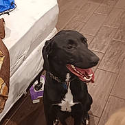 Obee joined the competition — help win amazing prizes! black_dog, dog, indoor, wooden_floor, bed, pillow, clutter, happy, tongue_out, pet, collar, furniture, floor, room, casual, candid, animal, mammal, domestic_animal, house