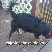 Journey joined the competition — help win amazing prizes! animal, black_fur, canine, collar, daylight, dog, domestic_animal, fence, grass, lattice_fence, nature, outdoor, pet, playful, red_collar, side_view, tail, walking, wooden_deck, yard
