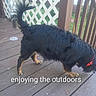animal, black_fur, canine, collar, daylight, dog, domestic_animal, fence, grass, lattice_fence, nature, outdoor, pet, playful, red_collar, side_view, tail, walking, wooden_deck, yard