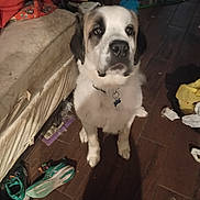 Anubis joined the competition — help win amazing prizes! dog, indoor, wooden_floor, mattress, shoes, clutter, pet, animal, black_and_white, floor, collar, bag, dim_lighting, shadow, looking_up, furniture, messy_room, household, domestic, canine