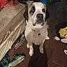 dog, indoor, wooden_floor, mattress, shoes, clutter, pet, animal, black_and_white, floor, collar, bag, dim_lighting, shadow, looking_up, furniture, messy_room, household, domestic, canine