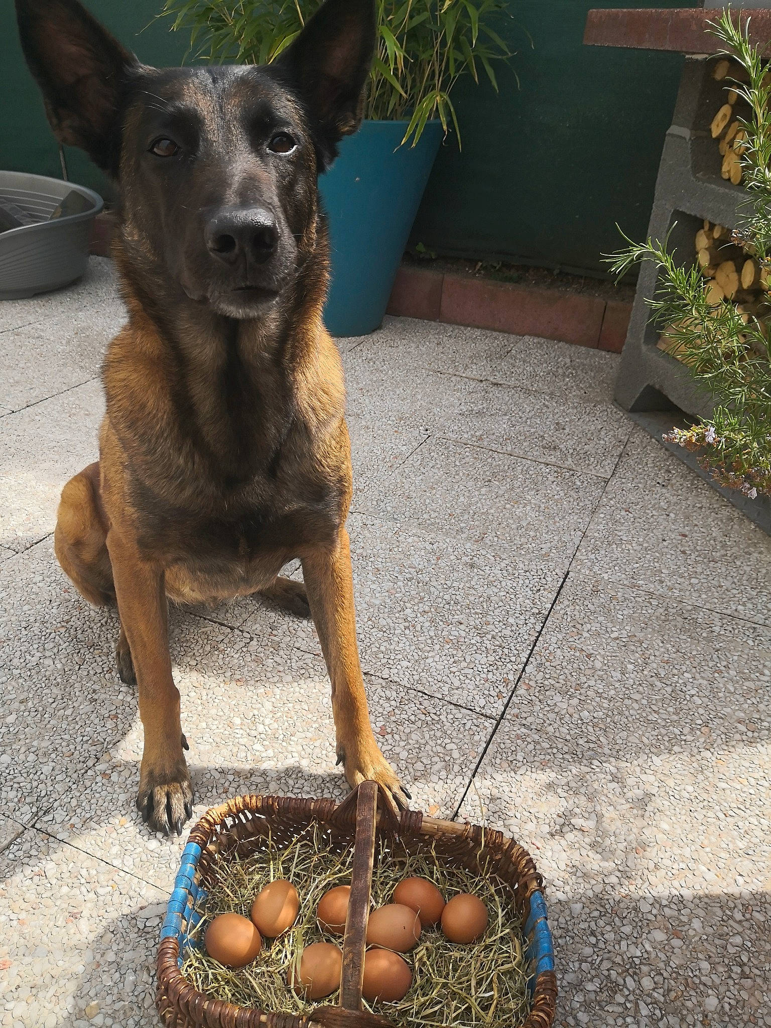 Daïka participe au concours pour gagner de l'argent avec cette photo : australian_kelpie, australian_stumpy_tail_cattle_dog, canidae, carnivore, dog, dog_breed, fawn, formosan_mountain_dog, plant