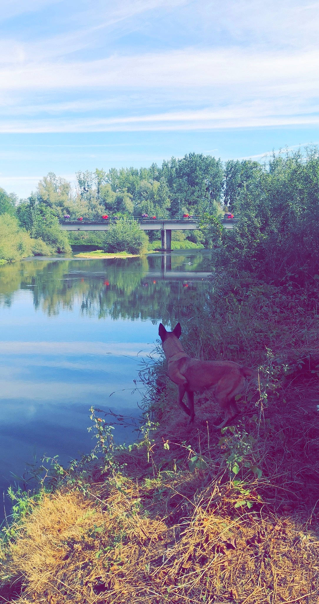 Daïka a rejoint le concours — aidez-le/la à gagner de superbes lots ! bank, grass, lake, leaf, morning, natural_environment, natural_landscape, nature, nature_reserve, pond, reflection, river, sky, sunlight, tree, vegetation, water, water_resources, waterway, wilderness