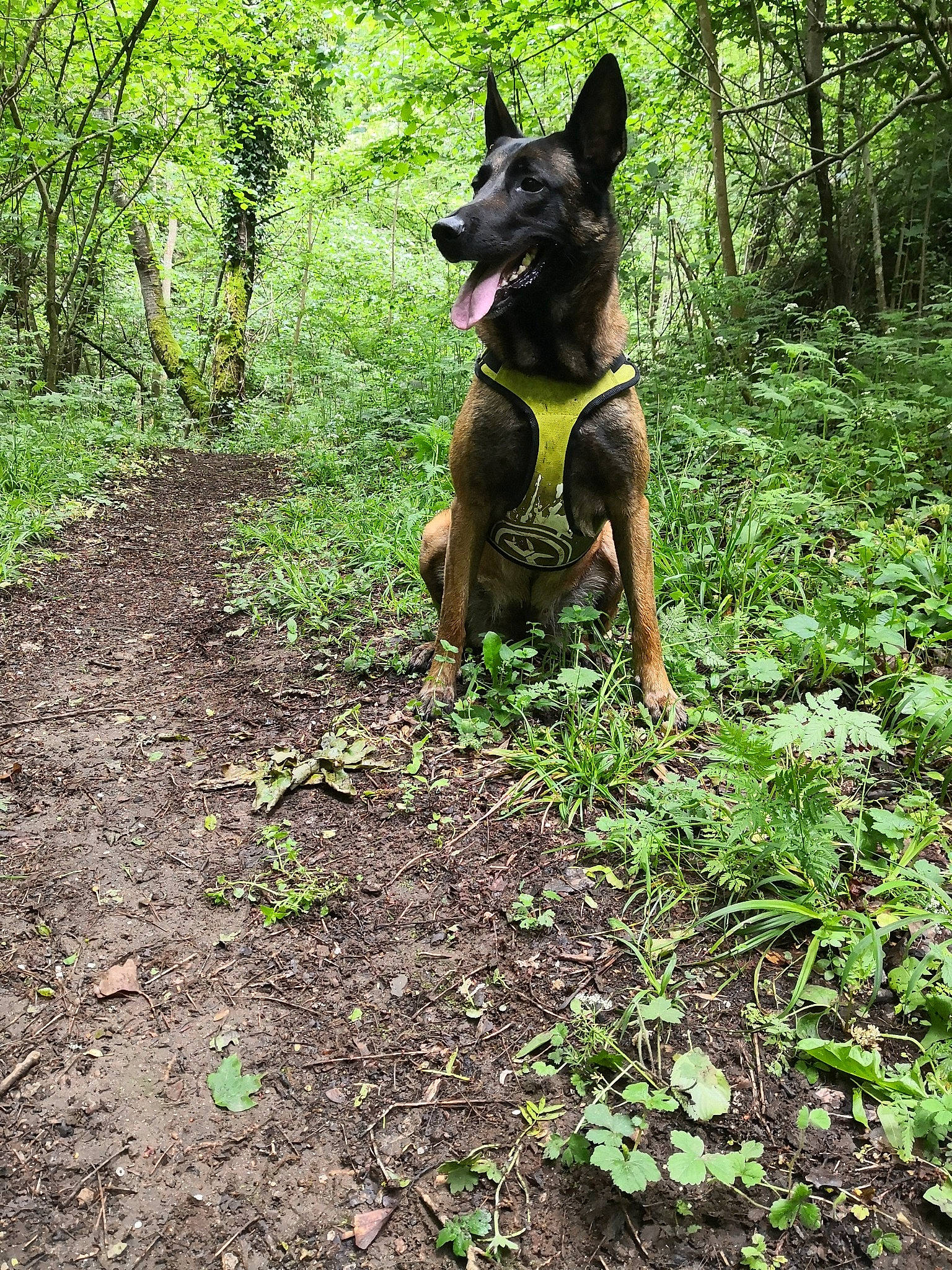 Daïka participe au concours pour gagner de l'argent avec cette photo : australian_kelpie, belgian_shepherd_malinois, canidae, carnivore, dog, dog_breed, dutch_shepherd_dog, east_european_shepherd, forest, formosan_mountain_dog, king_shepherd, kunming_wolfdog, mammal, plant, working_dog