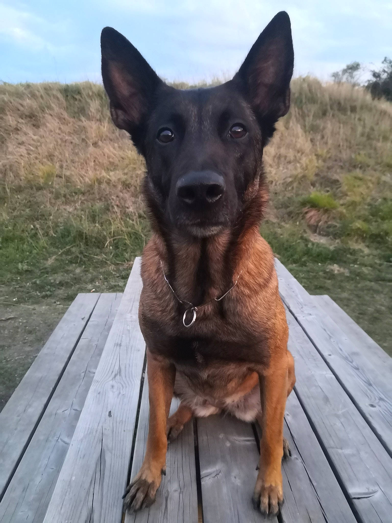Daïka participe au concours pour gagner de l'argent avec cette photo : belgian_shepherd_malinois, canidae, carnivore, dog, dog_breed, fawn, mammal, rare_breed_dog, snout, vertebrate, working_dog