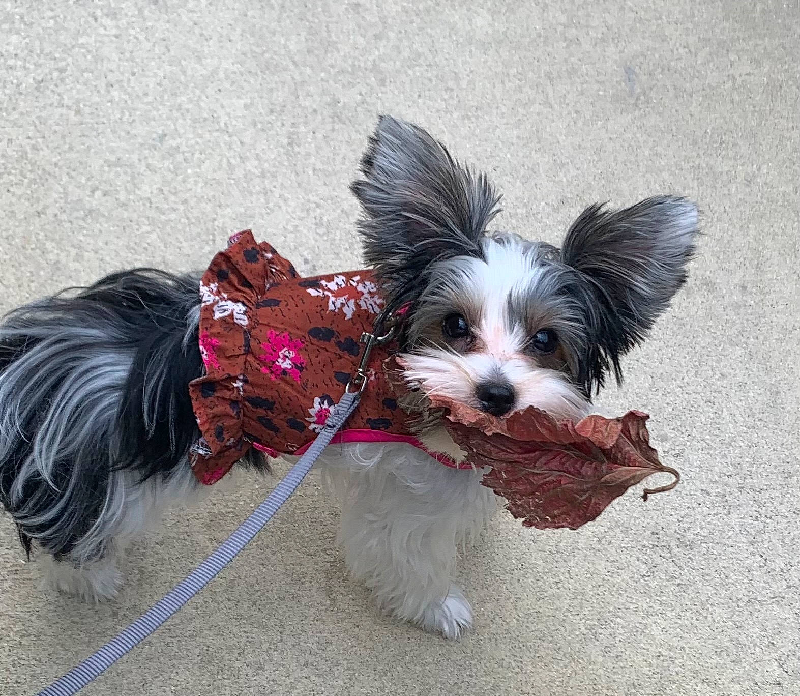 Charly Flop is registered to the contest to win money with this photo: biewer_terrier, canidae, carnivore, collar, companion_dog, dog, dog_breed, dog_collar, dog_supply, fur, liver, maltepoo, pet_supply, small_terrier, snout, sporting_group, tail, terrier, toy_dog, working_animal