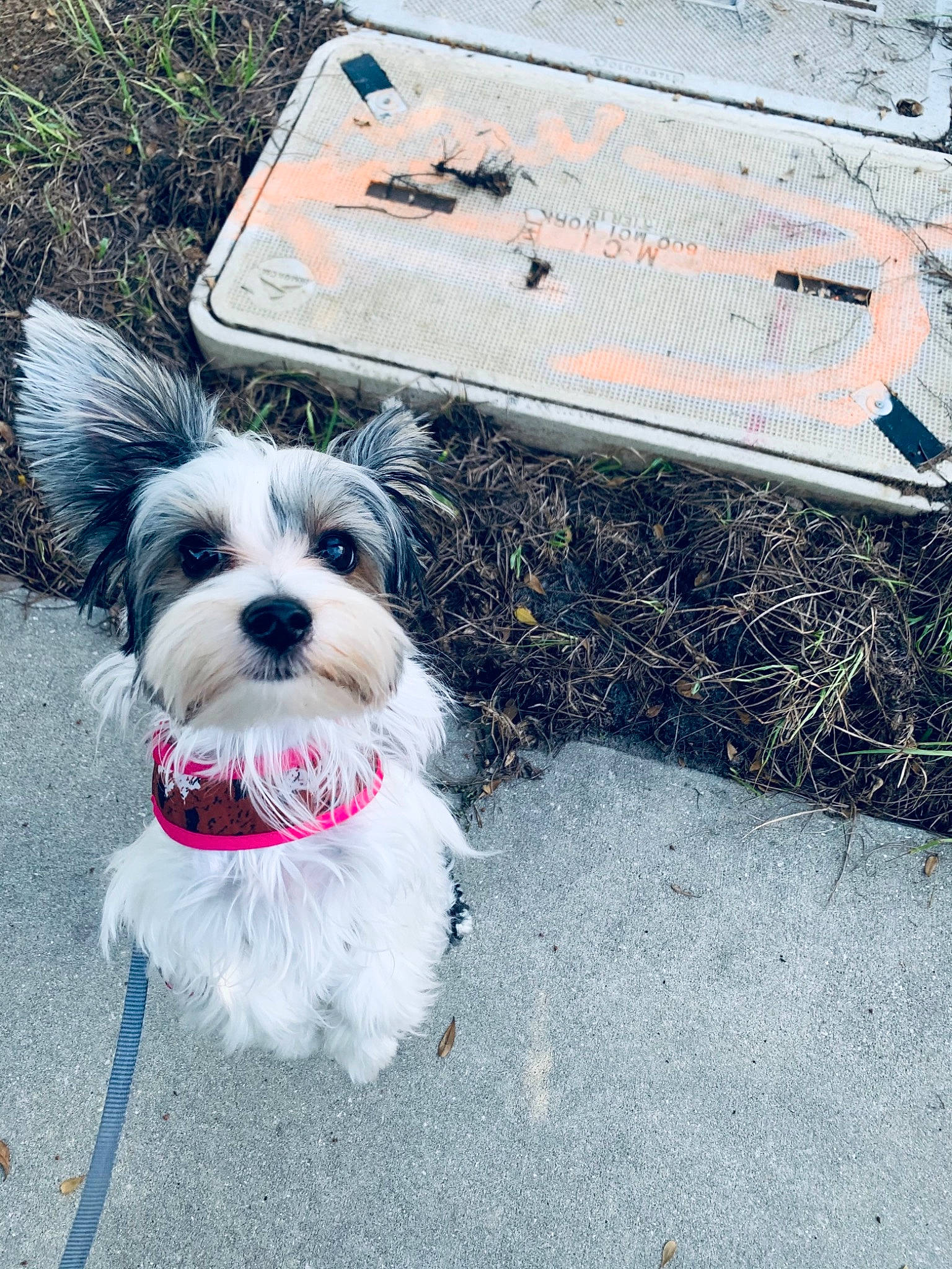 Charly Flop joined the competition — help win amazing prizes! biewer_terrier, canidae, carnivore, cockapoo, collar, companion_dog, dog, dog_breed, dog_collar, dog_supply, fur, grass, leash, plant, road_surface, small_terrier, sporting_group, terrier, toy_dog, working_animal