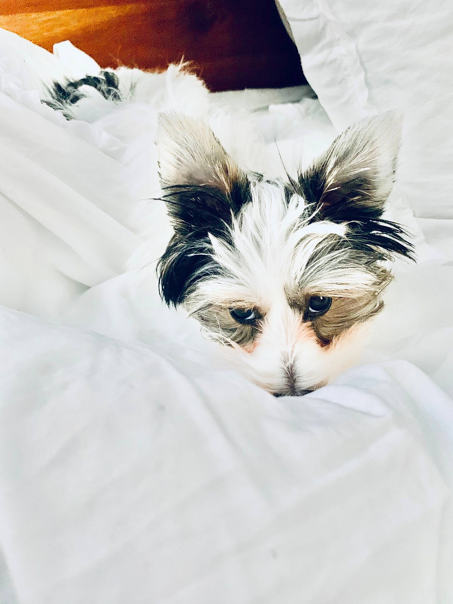 Charly Flop joined the competition — help win amazing prizes! bed, carnivore, cat, comfort, companion_dog, couch, dog_breed, fawn, feather, felidae, linens, paw, plant, sky, small_to_medium_sized_cats, snout, tail, terrestrial_animal, whiskers, wing