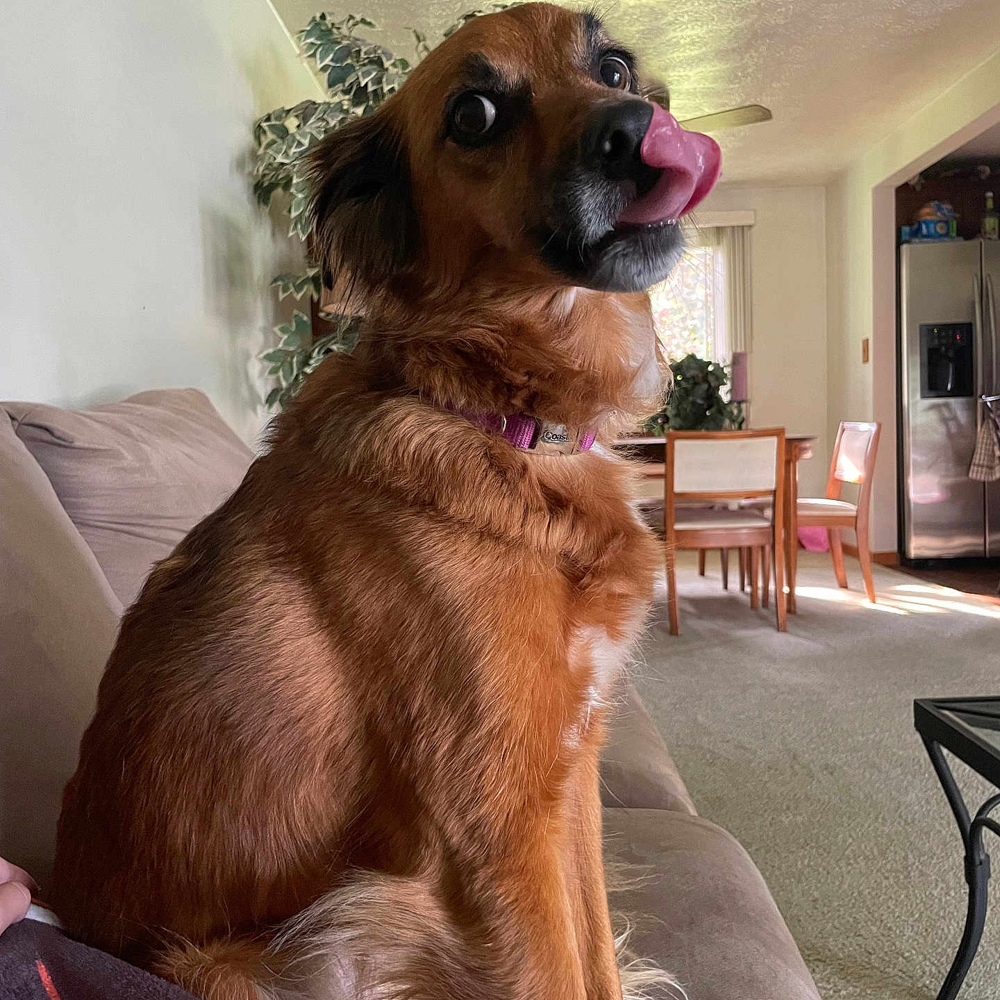 Jaxx is registered to the contest to win money with this photo: animal, appliance, architecture, bodypart, building, canine, chair, couch, device, dog, electricaldevice, furniture, indoors, interiordesign, livingroom, mouth, person, pet, puppy, room