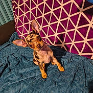 Arley a rejoint le concours — aidez-le/la à gagner de superbes lots ! animal, blanket, blue, canine, cozy, curious, cute, dog, domestic, ears, fur, head_tilt, indoor, pattern, pet, puppy, purple, sitting, small_dog, texture