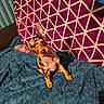 animal, blanket, blue, canine, cozy, curious, cute, dog, domestic, ears, fur, head_tilt, indoor, pattern, pet, puppy, purple, sitting, small_dog, texture