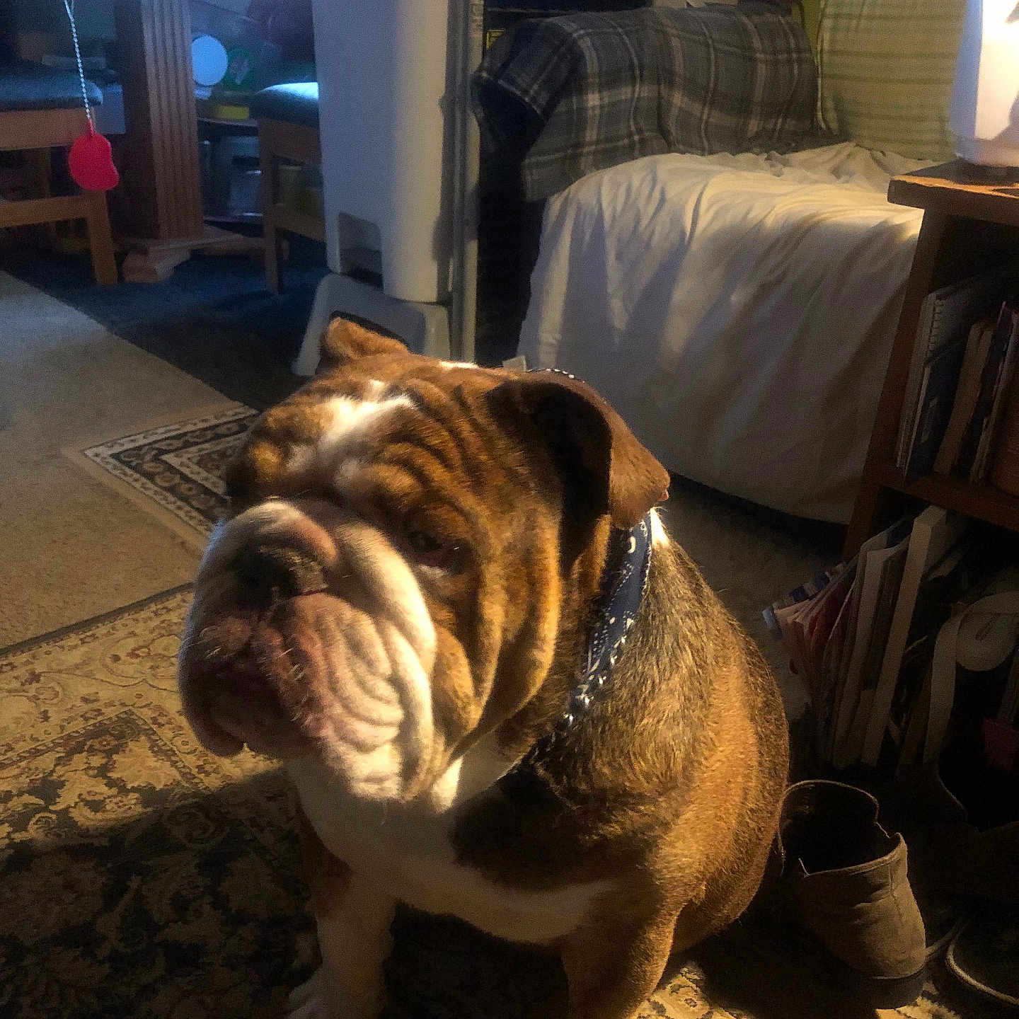 Oliver is registered to the contest to win money with this photo: animal, blanket, book, brown, bulldog, carpet, chair, cozy, dog, furniture, home, indoor, lamp, light, pet, rug, shadow, shoe, table, white