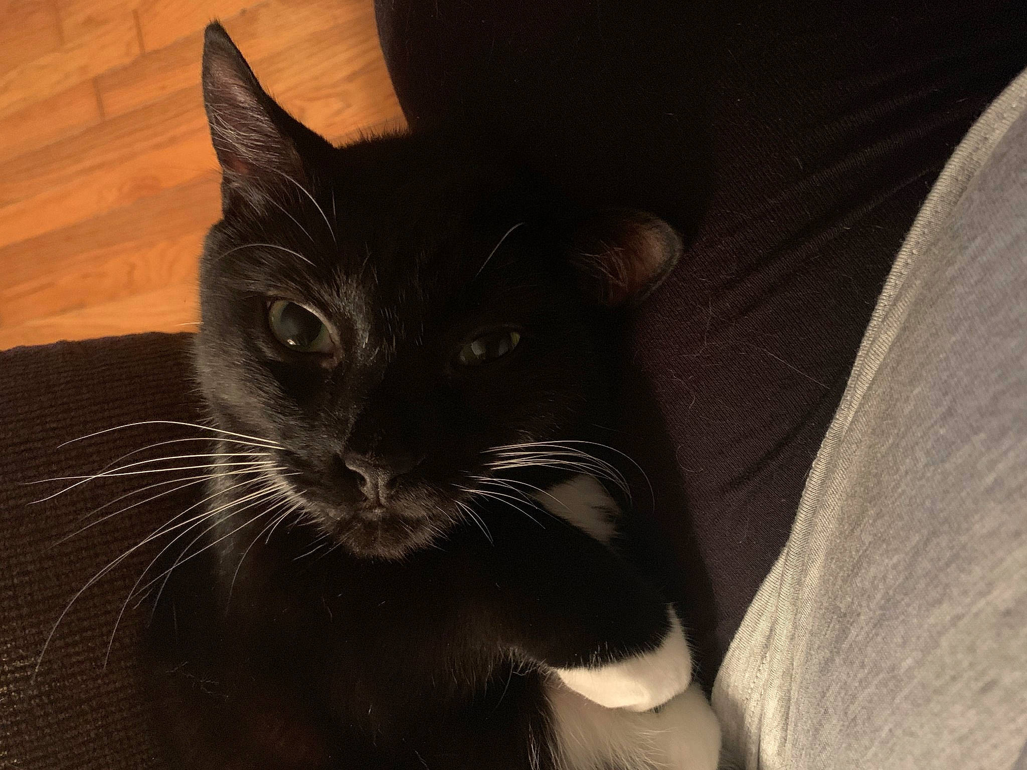 Count joined the competition — help win amazing prizes! asian, black, black_cat, bombay, burmese, carnivore, cat, domestic_short_haired_cat, ear, eye, felidae, havana_brown, mammal, small_to_medium_sized_cats, snout, vertebrate, whiskers