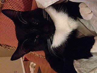 Count is registered to the contest to win money with this photo: black_cat, carnivore, cat, claw, ear, felidae, fur, kitten, leg, norwegian_forest_cat, polydactyl_cat, small_to_medium_sized_cats, snout, tail, whiskers