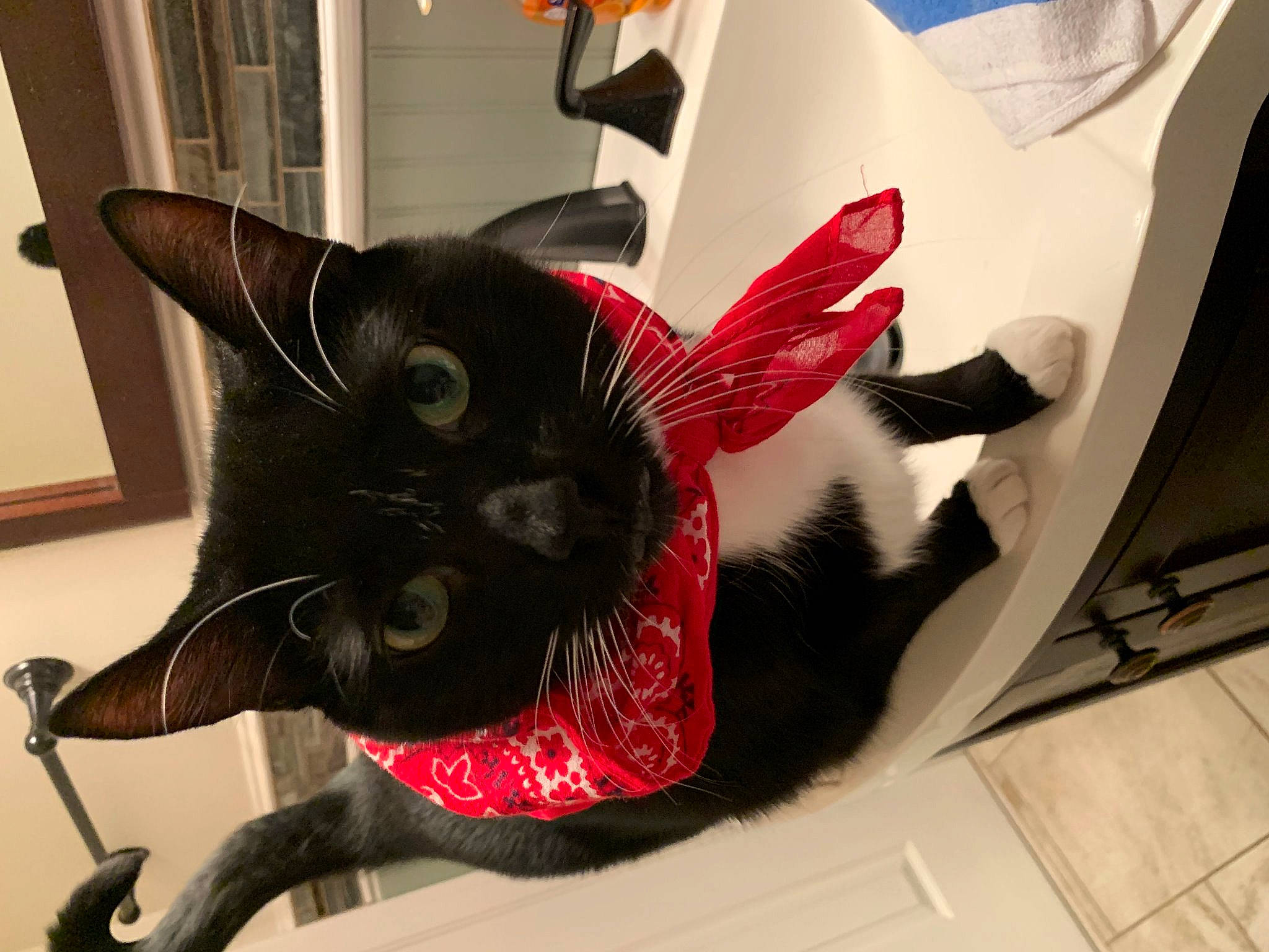 Count joined the competition — help win amazing prizes! asian, black, black_cat, carnivore, cat, claw, domestic_short_haired_cat, ear, felidae, fur, kitten, room, small_to_medium_sized_cats, tail, whiskers