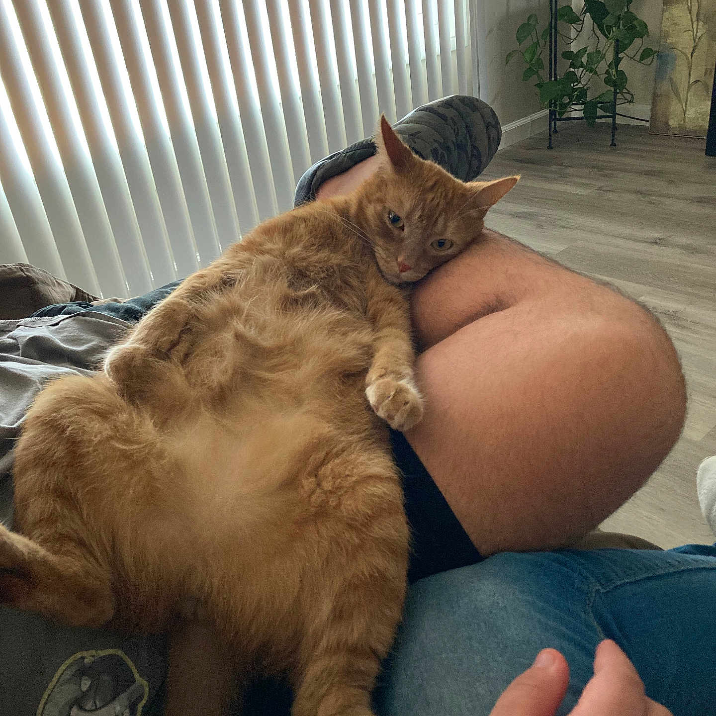 Deebo is registered to the contest to win money with this photo: casual, cat, comfort, cozy, feline, flooring, fur, hand, human_leg, indoor, lap, living_room, natural_light, orange_cat, person, pet, plant, relaxing, resting, vertical_blinds