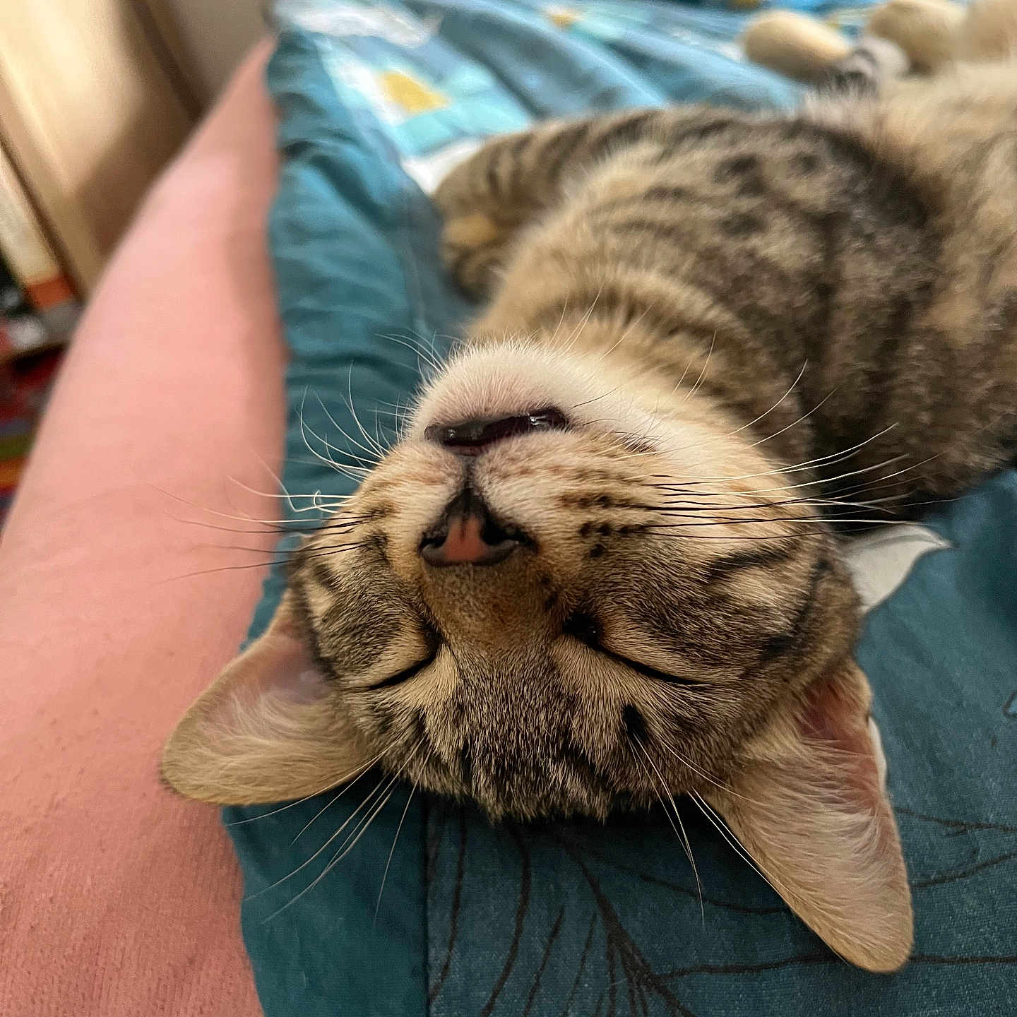Titi Dit Soustas participe au concours pour gagner de l'argent avec cette photo : animal, cat, close_up, cozy, cute, ears, fabric, feline, fur, home, indoor, nose, pet, quilt, relaxed, resting, sleeping, tabby, upside_down, whiskers