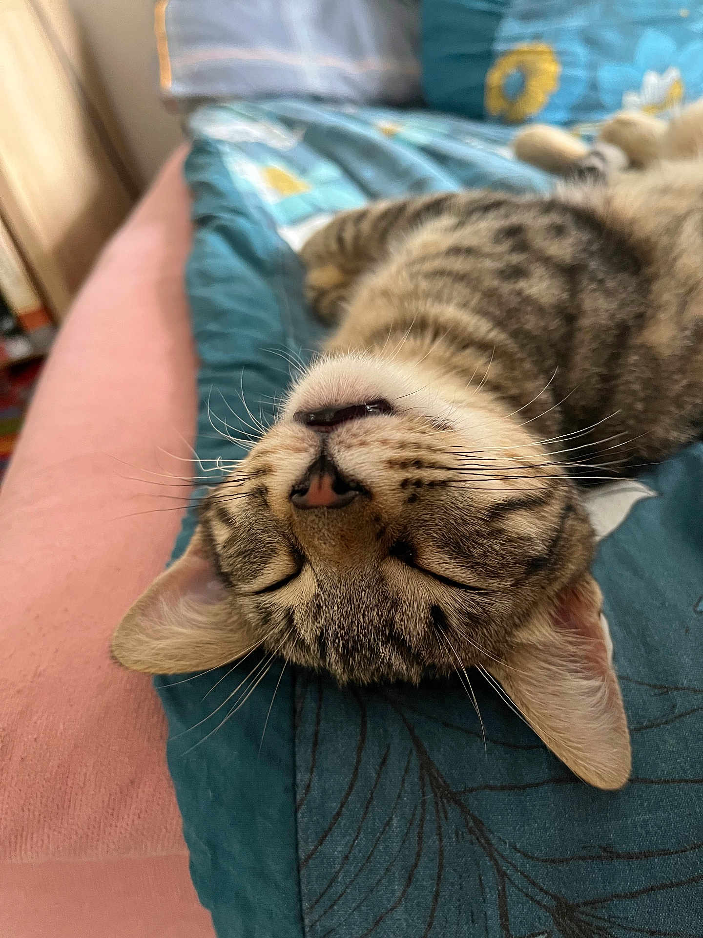 Titi Dit Soustas participe au concours pour gagner de l'argent avec cette photo : cat, tabby, sleeping, upside_down, whiskers, close_up, indoor, quilt, fabric, relaxed, pet, animal, feline, ears, nose, fur, cozy, resting, home, cute