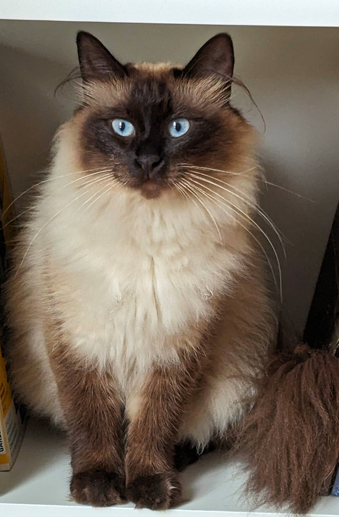 Mimi participe au concours pour gagner de l'argent avec cette photo : birman, box, carnivore, cat, fawn, felidae, flooring, fur, iris, ragdoll, siamese, small_to_medium_sized_cats, snout, tail, terrestrial_animal, thai, whiskers