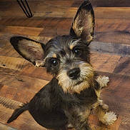 Bentley joined the competition — help win amazing prizes! adorable, animal, black_fur, brown_fur, canine, companion, curious, cute, dog, ears, friendly, fur, indoor, looking_up, mammal, pet, puppy, sitting, small_dog, wooden_floor