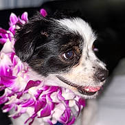 Wally is registered to the contest to win money with this photo: animal, black_and_white, blurred_background, close_up, companion, cute, decorative, dog, ears, flower_lei, friendly, fur, happy, indoor, pet, portrait, purple_flowers, small_dog, snout, tongue_out