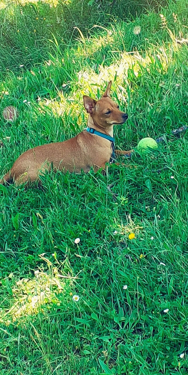 Tchikita a rejoint le concours — aidez-le/la à gagner de superbes lots ! canidae, carnivore, dog, dog_breed, fawn, grass, mammal, plant, vertebrate, wildlife