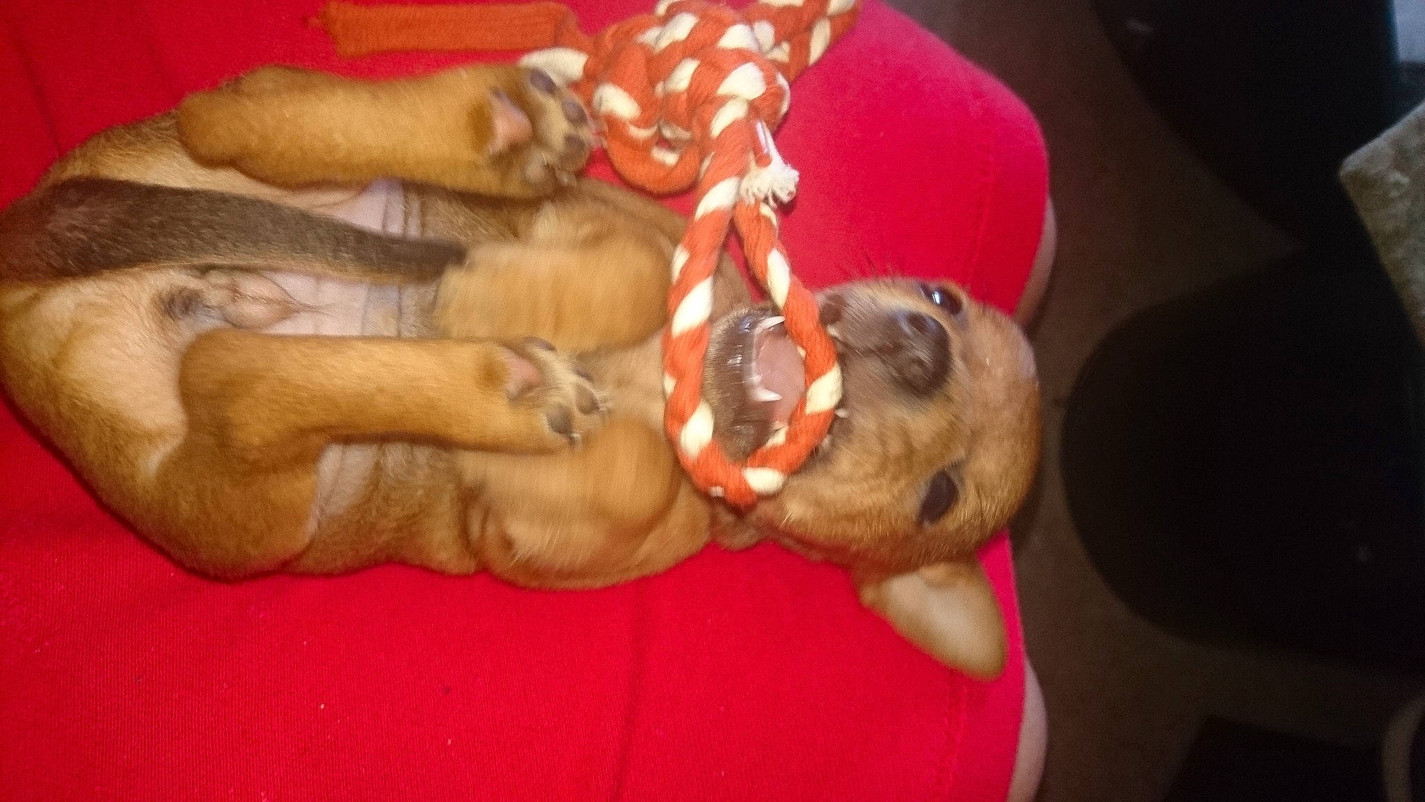 Tchikita a rejoint le concours — aidez-le/la à gagner de superbes lots ! canidae, carnivore, dog, dog_breed, fawn, non_sporting_group, puppy, sporting_group