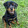 rottweiler, puppy, dog, grass, outdoor, smiling, black, brown, pet, canine, young, sitting, cute, animal, friendly, nature, fur, mammal, portrait, playful