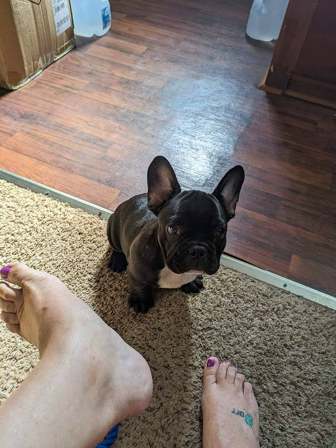 Hodor is registered to the contest to win money with this photo: bulldog, carnivore, comfort, companion_dog, dog, dog_breed, fawn, floor, flooring, foot, hardwood, human_body, human_leg, laminate_flooring, leg, selfie, snout, toy_dog, whiskers, wood