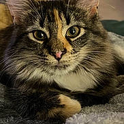 Mazie is registered to the contest to win money with this photo: cat, tabby, close_up, fluffy, green_eyes, pink_nose, whiskers, fur, pet, animal, domestic_cat, relaxed, indoor, blanket, texture, portrait, resting, cute, feline, soft