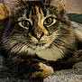 cat, tabby, close_up, fluffy, green_eyes, pink_nose, whiskers, fur, pet, animal, domestic_cat, relaxed, indoor, blanket, texture, portrait, resting, cute, feline, soft
