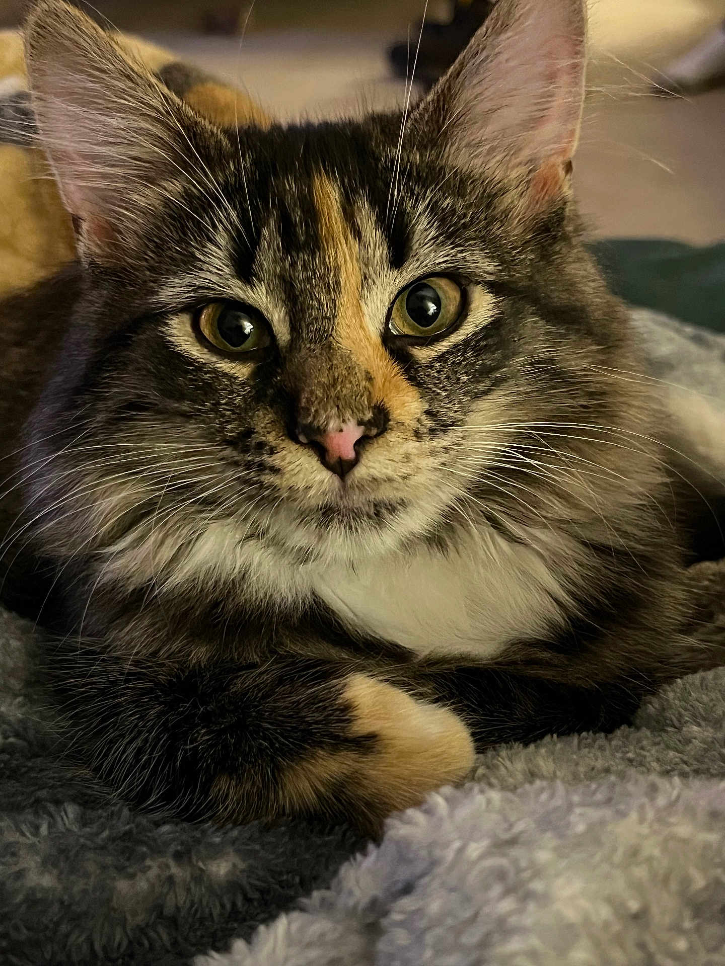 Mazie is registered to the contest to win money with this photo: cat, tabby, close_up, fluffy, green_eyes, pink_nose, whiskers, fur, pet, animal, domestic_cat, relaxed, indoor, blanket, texture, portrait, resting, cute, feline, soft