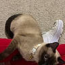 Phoebe Mae is registered to the contest to win money with this photo: cat, siamese_cat, pet, animal, lap, person, red_pants, white_sneakers, carpet, indoor, feline, curious, sitting, collar, close_up, domestic_animal, cute, whiskers, ears, fur