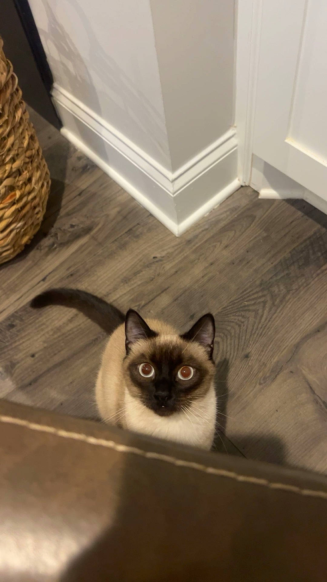 Phoebe Mae joined the competition — help win amazing prizes! animal, basket, cat, corner, curious, domestic, ears, eyes, feline, floor, fur, home, indoor, looking_up, pet, shadow, siamese, tail, whiskers, wooden_floor