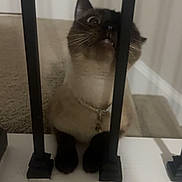 Phoebe Mae is registered to the contest to win money with this photo: cat, siamese_cat, indoor, carpet, metal_bars, curious, pet, animal, whiskers, collar, eyes, mouth, floor, wall, home, feline, closeup, looking_up, paws, cute