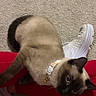 Phoebe Mae is registered to the contest to win money with this photo: cat, siamese_cat, pet, indoor, carpet, person, legs, red_pants, white_sneakers, animal, fur, collar, blue_eyes, curious, close_up, lap, home, cozy, domestic, mammal
