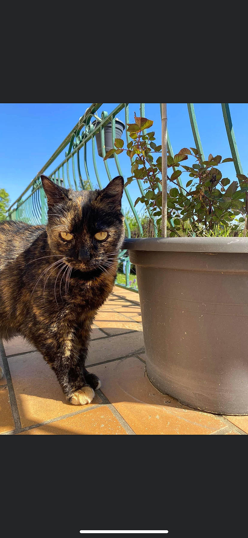 Choupie participe au concours pour gagner de l'argent avec cette photo : black_cat, carnivore, cat, domestic_short_haired_cat, fawn, felidae, flowerpot, fur, grass, houseplant, plant, sky, small_to_medium_sized_cats, soil, tail, terrestrial_animal, tree, whiskers, window, wood