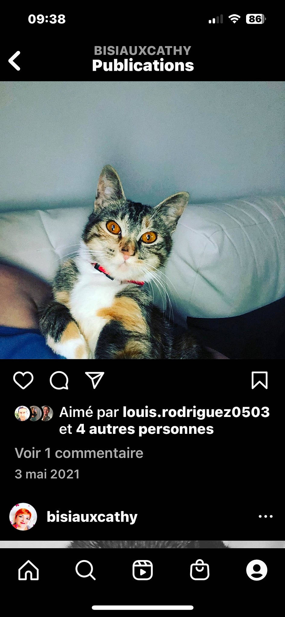 Rosy a rejoint le concours — aidez-le/la à gagner de superbes lots ! advertising, box, carnivore, cat, cat_supply, comfort, darkness, domestic_short_haired_cat, felidae, font, fur, graphic_design, internet_meme, organism, paw, photo_caption, publication, small_to_medium_sized_cats, tail, whiskers