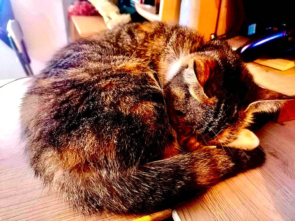 Rosy participe au concours pour gagner de l'argent avec cette photo : carnivore, cat, claw, comfort, domestic_short_haired_cat, eye, felidae, fur, human_leg, metal, nap, paw, sleep, small_to_medium_sized_cats, snout, tail, terrestrial_animal, whiskers, wood